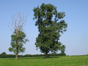 Onderdijke Maldegem