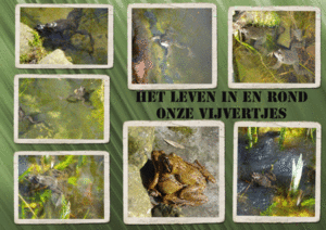kikkertjes-in-de-vijver-200