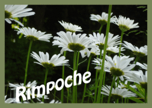 Margrieten