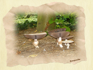 Paddestoelen onder onze linde