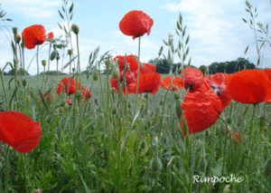 Klaprozen