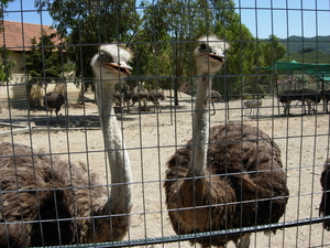 Struisvogelfarm  -  nabij Vlinderkloof