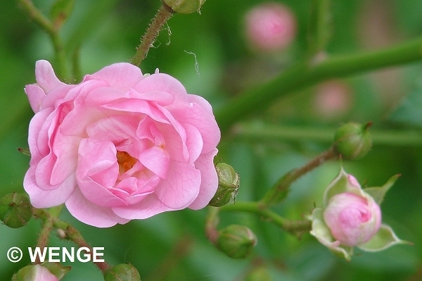 602a FIRENZE BOBOLI G