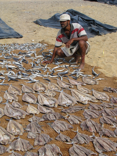 Vis drogen op het strand