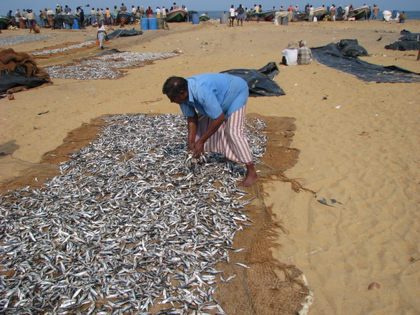 Elke dag weer verse vis