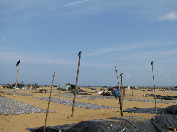 De vogels wachten op visafval