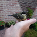 Vogel in de hand