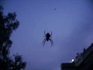 Nachtelijke Spin