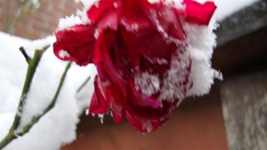 winterroos voor Kerstmis