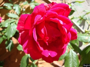 Paul Scarlet climber