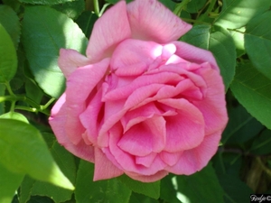 Zephirine Drouhin (doornloos)