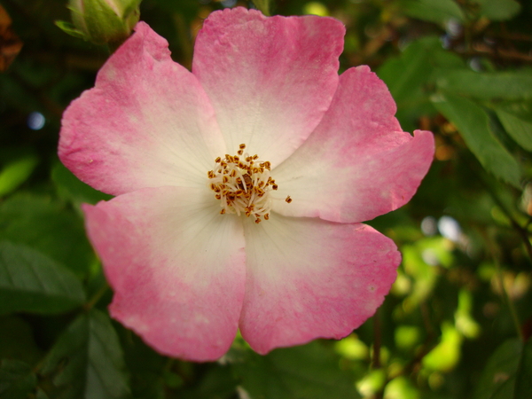 botanische heesterroos