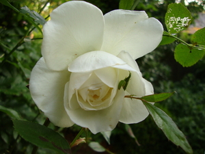 Iceberg (niet klimmer)