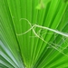 palmblad