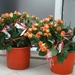 DSCF0696