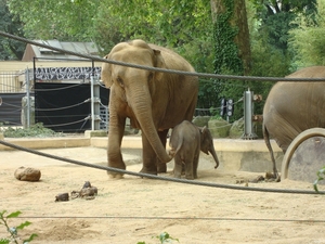 Zoojuni