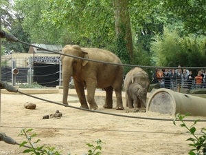 Zoojuni09
