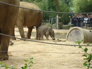 Zoojuni09