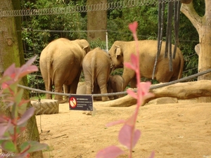 Zoojuni09