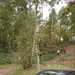gewoon, bos