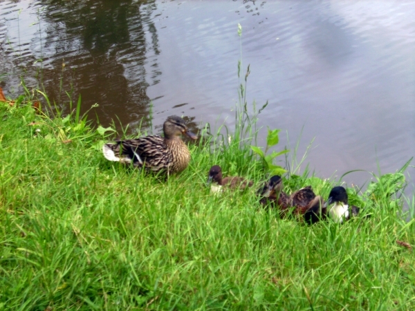 Eendenfamilie