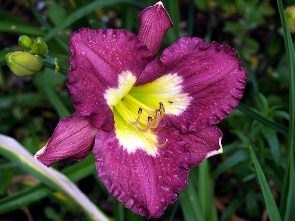 Bloemen