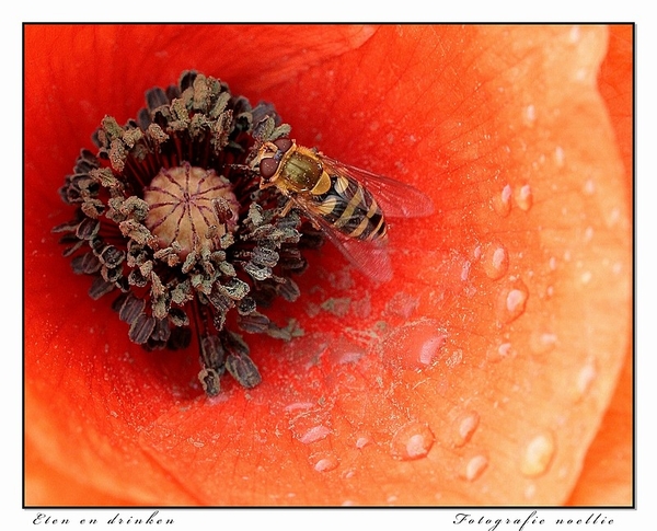 sized_IMG_9939abckopie