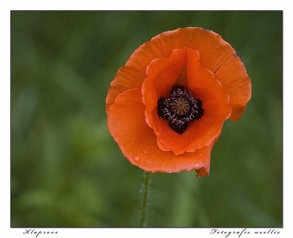 sized_IMG_9920_1aakopie