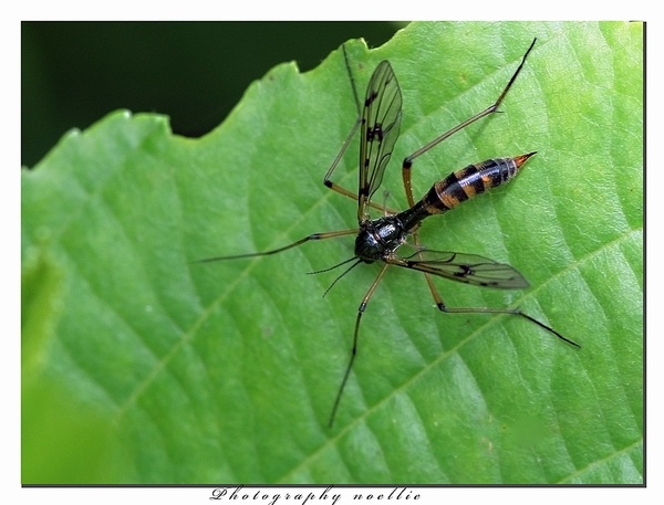 sized_IMG_9674aaakopie