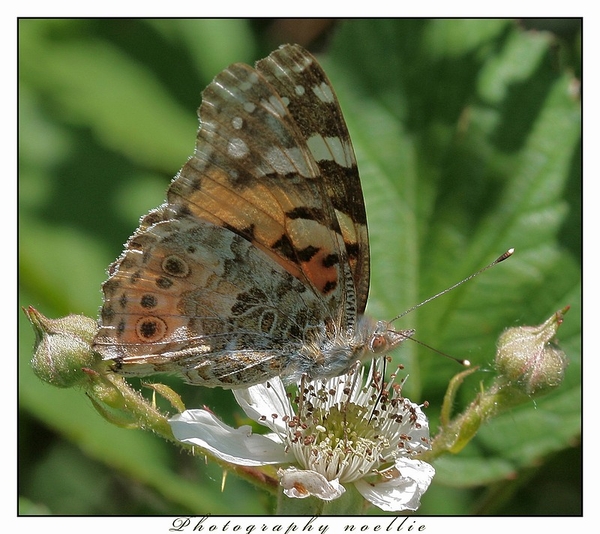 sized_IMG_9530a2kopie