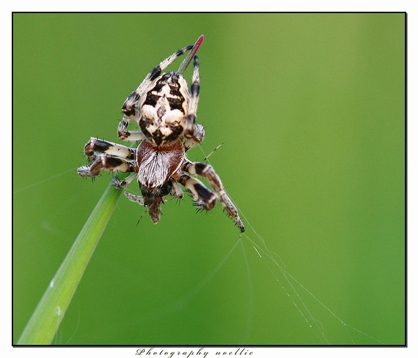 sized_IMG_5970akopie