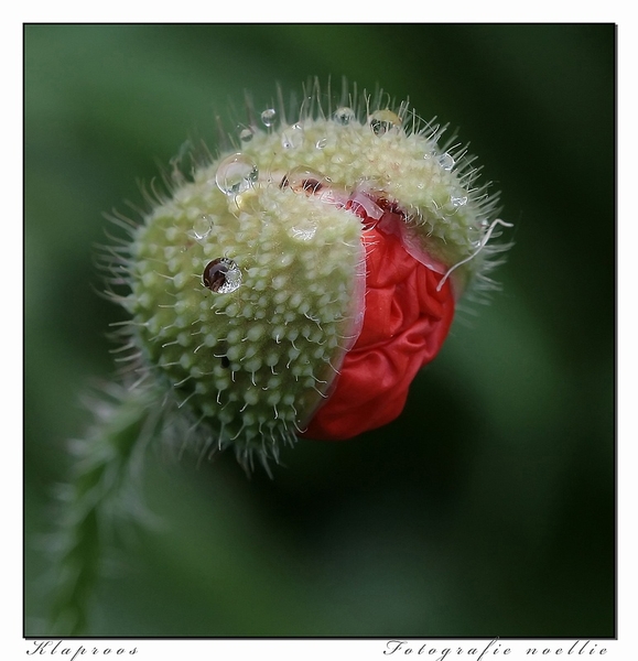 sized_IMG_0278a_filteredkopie