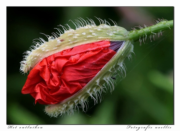 sized_IMG_0310_filteredaatestkopie