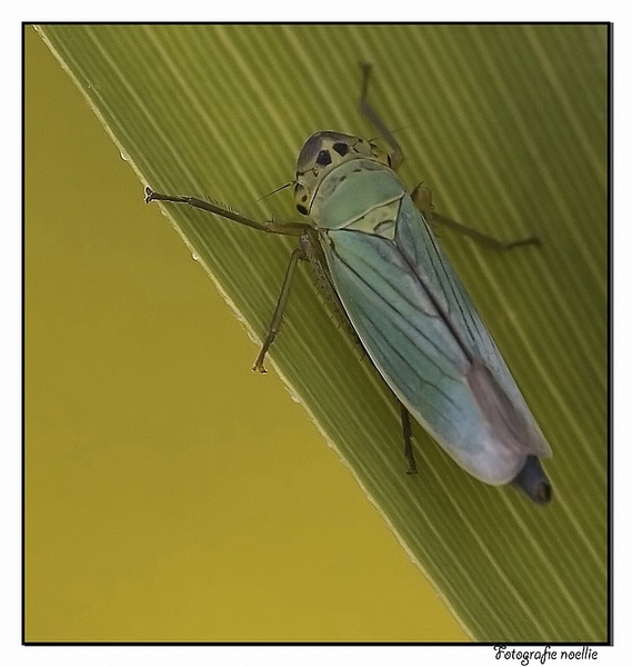 sized_IMG_0749_1_filtered-bb_filteredtestkopie