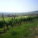 Eguisheim - wijngaarden