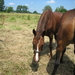 Paarden 015