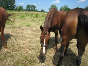 Paarden 015