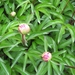 Afbeelding 020