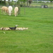 Ma eend met de kinderen in de polders langs de yzer.