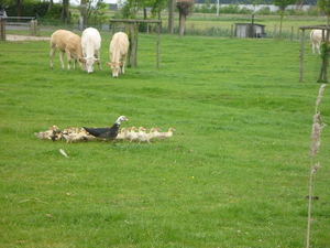 Ma eend met de kinderen in de polders langs de yzer.