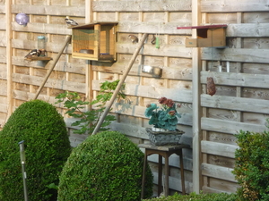 Twee spechten in onze tuin