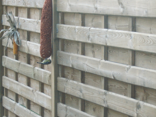 Huisvogels in de tuin (1)