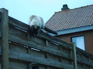 Bonte specht in de tuin (4)