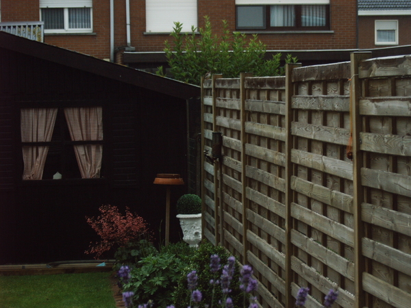 Bonte specht in de tuin (1)