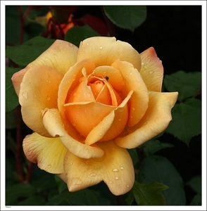 029