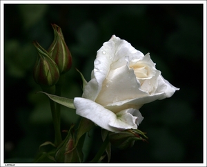 032