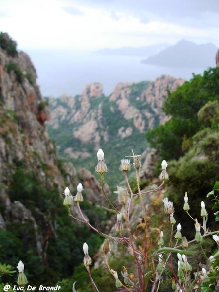 Corsica Corse