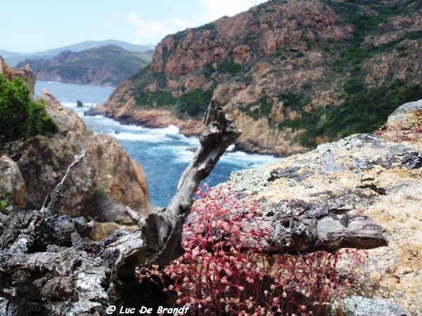 Corsica Corse