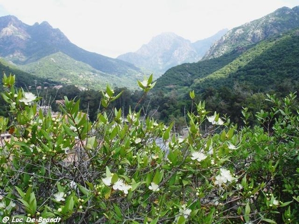 Corsica Corse