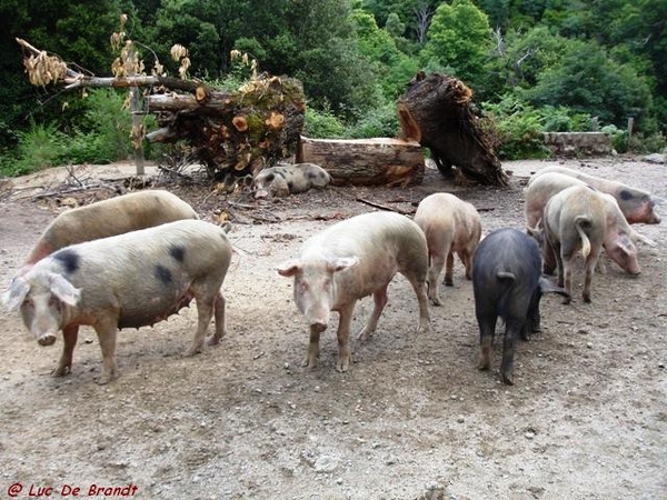 Corsica Corse